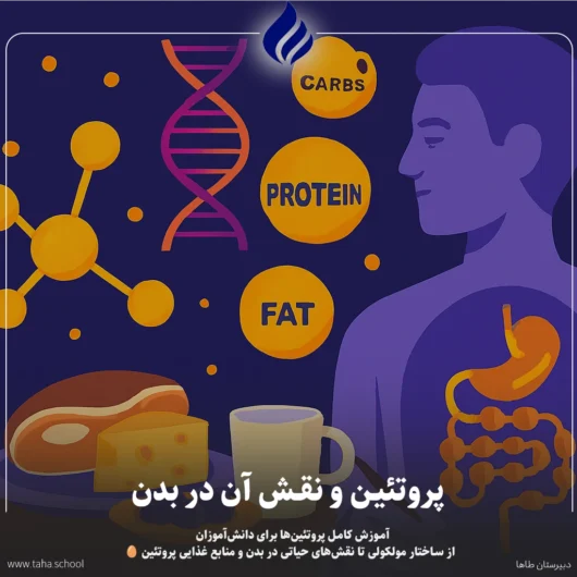 پروتئین و نقش آن در بدن